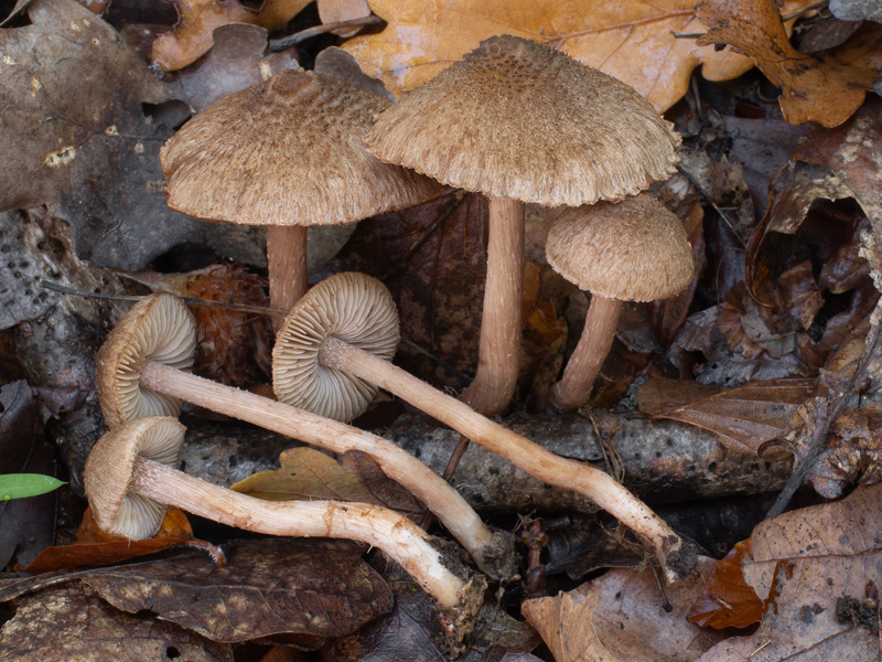 Inocybe cervicolor